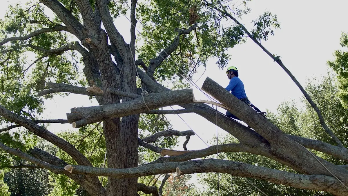 Professional Crown Thinning performed by certified arborists in Riva