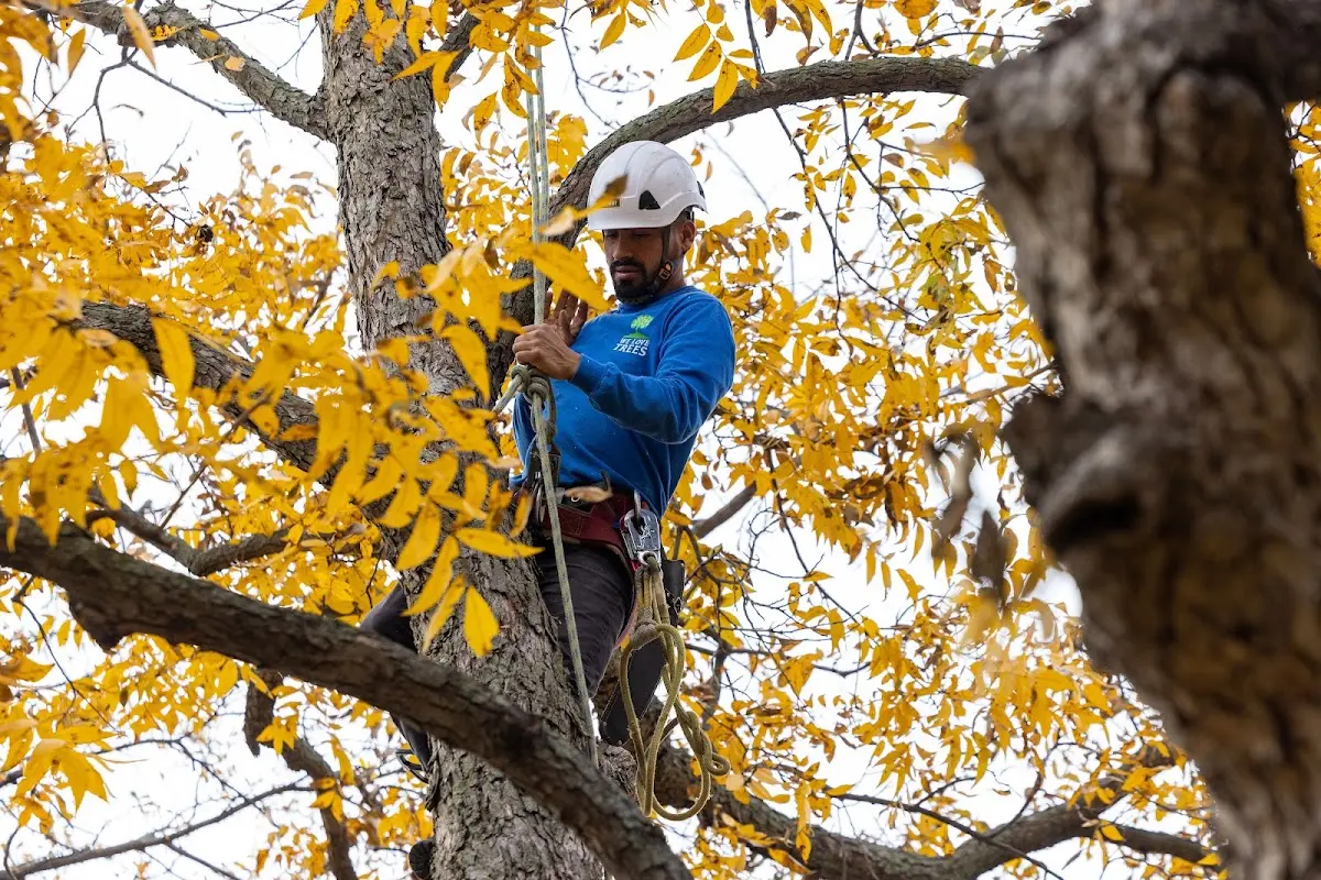 Skilled Storm Damage Cleanup crew working in Riva